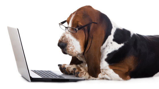 Bassett hound wearing glasses working on a laptop