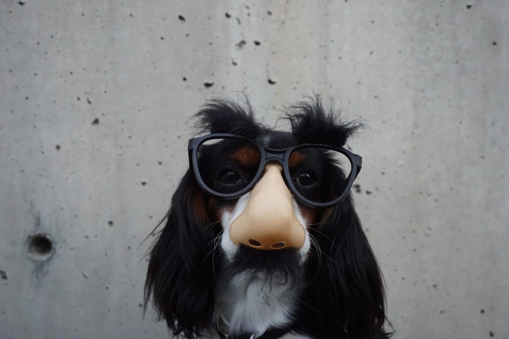 Image by Braydon Anderson of black and white dog in disguise
