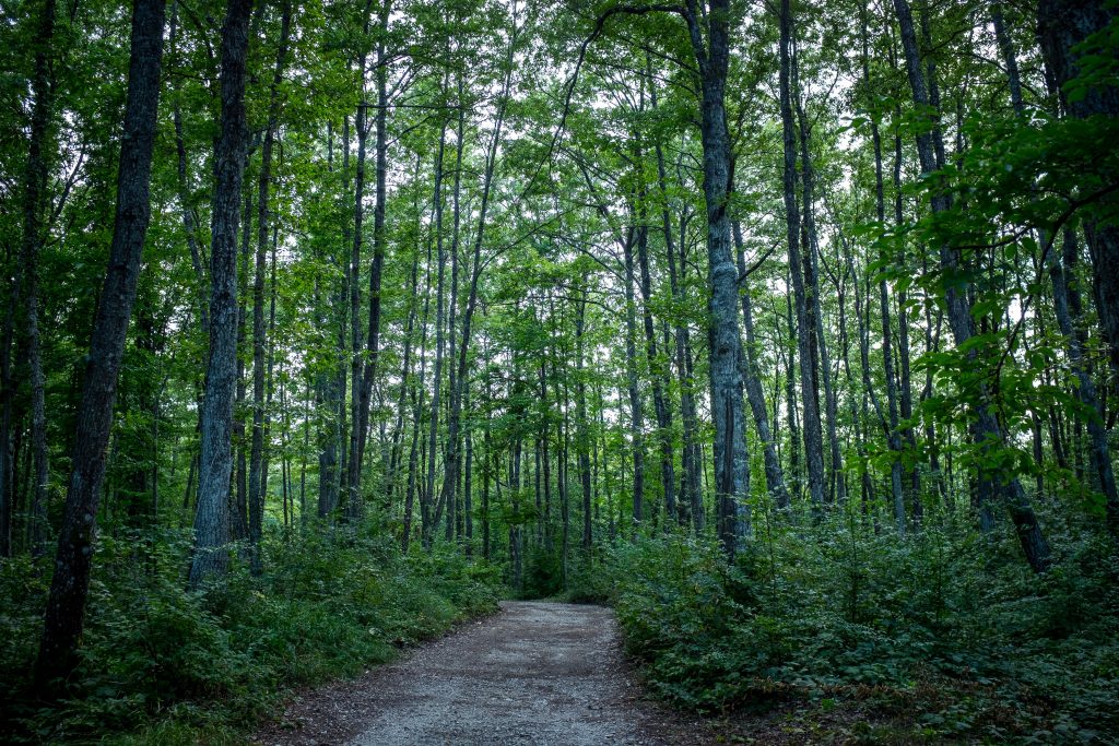 A photo of a path in the forest